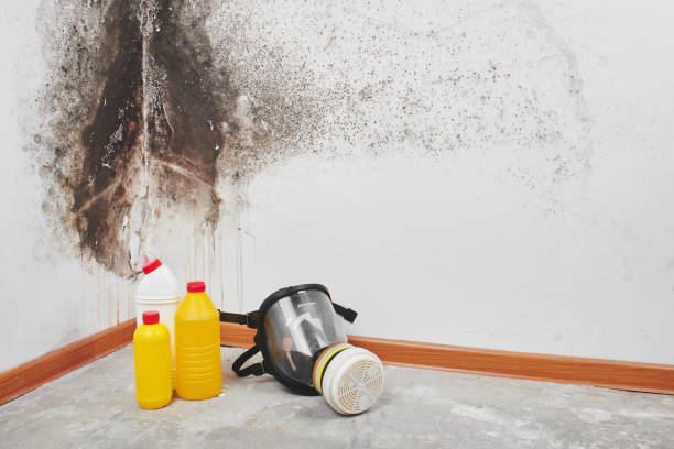 Best Residential Mold Remediation in Pontoon Beach, IL