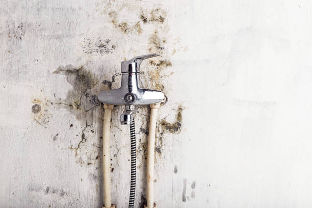 Best Localized Mold Remediation (e.g., coastal areas, humid climates) in Pontoon Beach, IL
