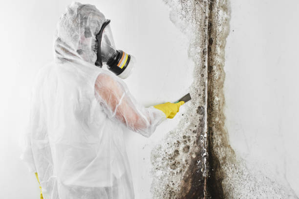 Best Emergency Mold Remediation in Pontoon Beach, IL