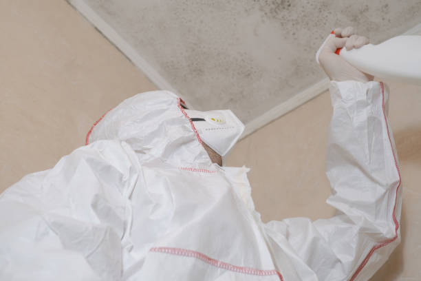 Best DIY Mold Remediation Support Services in Pontoon Beach, IL