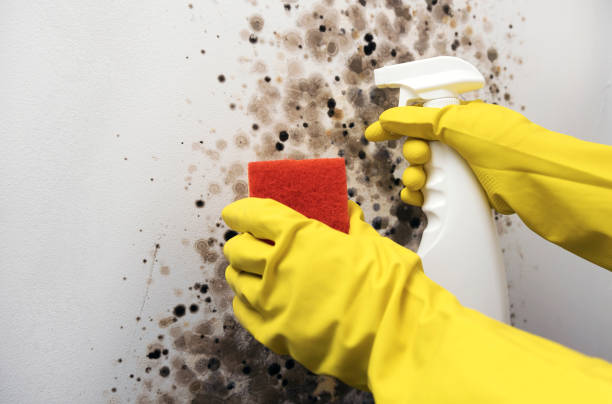 Best Black Mold Remediation in Pontoon Beach, IL
