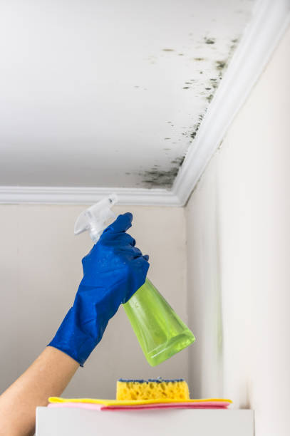 Best Commercial Mold Remediation in Pontoon Beach, IL